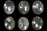 Lot: Oval Dishes With Goniatite Fossils - Pieces #119336-1